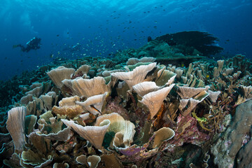 Corals and marine life in the Dampier Straits area of Raja Ampat, Indonesia © timsimages.uk