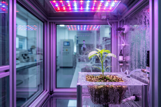 Climate resilient crops grow under colorful LED lighting in controlled indoor hydroponic laboratory environment.