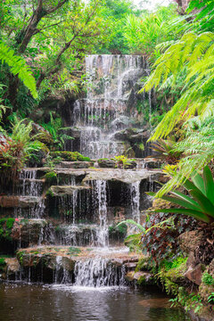 Beautiful tropical waterfall cascading over natural rock steps surrounded by lush green ferns and rainforest vegetation