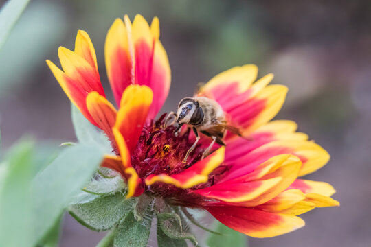 Close-up of a honey bee pollinating a vibrant red and yellow Gaillardia blanket flower