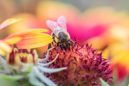 Close-up of a honey bee pollinating a vibrant red and yellow Gaillardia blanket flower