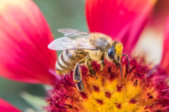 Close-up of a honey bee pollinating a vibrant red and yellow Gaillardia blanket flower