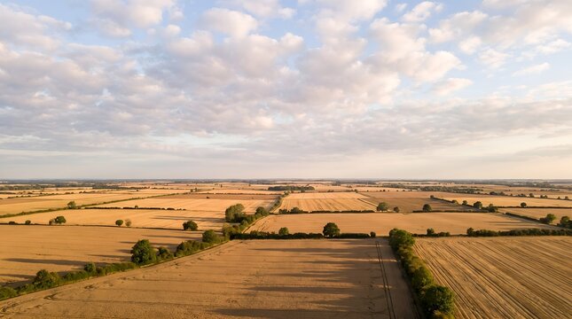 Golden fields at sunset showing vast agricultural farmland in the rural countryside during summer harvest season.