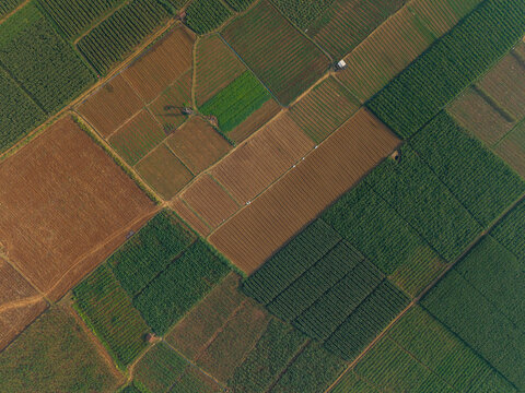 Aerial view of agricultural fields with geometric patterns of crops in varying shades of green and brown in Kecamatan Kembang, Jawa Tengah, Indonesia.