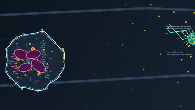 2D animation demonstrating the biological process of neutrophil chemotaxis and phagocytosis engulfing a flagellated microbe with detailed scientific annotations and cellular mechanisms