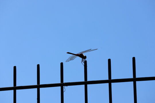 Red dragonflies tinged by the autumn sky