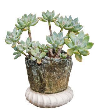 Green Succulent Plant in Vintage Pot Isolated on Transparent Background