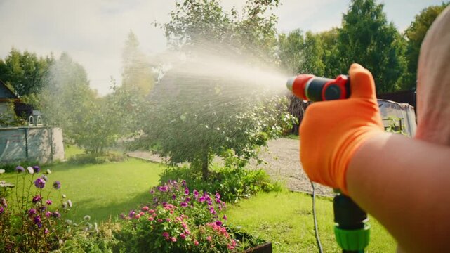 Gardener sprays garden with water. Garden blooms under soft sun rays. House and trees form peaceful backdrop. Person wears orange gloves for protection. Scene suggests care and maintenance