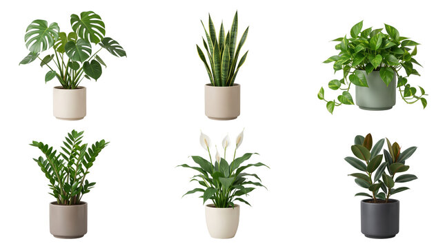 Collection of six indoor houseplants in ceramic pots, including monstera, snake plant, pothos, zz plant, peace lily, and rubber plant