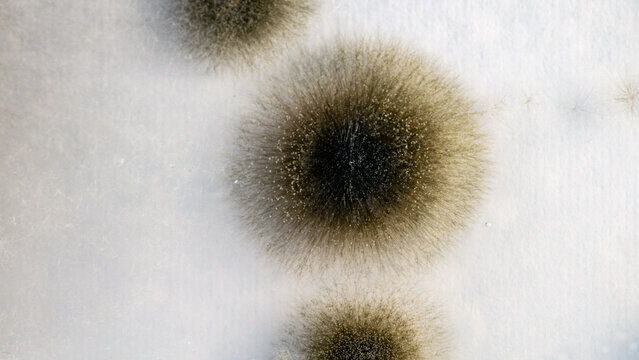 Microscopic Mucor Mold Fungus Growing On Agar Agar In A Petri Dish Showing Filamentous Mycelium And Hyphae Structures In Laboratory Research
