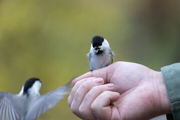 A titmouse sits on a hand and pecks sunflower seeds. Close-up © Shchipkova Elena