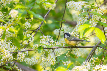 A great tit is perched on a branch of a blooming bird cherry tree. © Shchipkova Elena