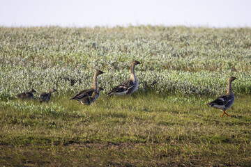 A family of Taiga bean geese with their goslings walks along a riverbank. Yakutia, Russia © Shchipkova Elena