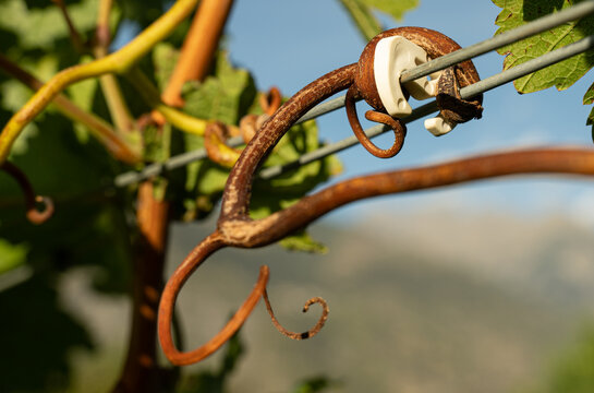 Close-up of a dry, curled grapevine tendril wrapped around vineyard support wires near a white plastic component. Detailed view of vine growth and agricultural trellis infrastructure in sunlight.