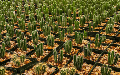 Numerous green cactus seedlings, exotic plants © Gabdulvachit