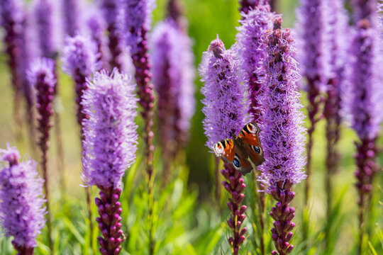 Liatris spicata, dense blazing star, with a European peacock butterfly (Aglais io) resting on fluffy purple flower spikes. The butterfly&rsquo;s vivid orange-red wings, marked with distinctive eyespots.