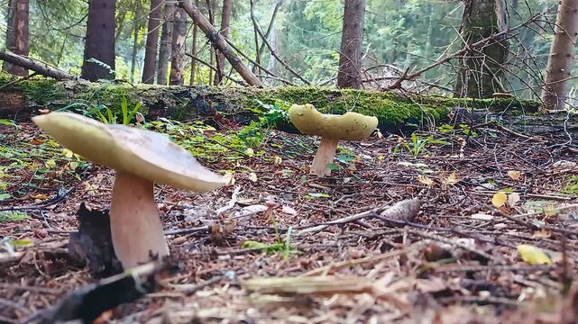 Edible porcini mushrooms in the wild