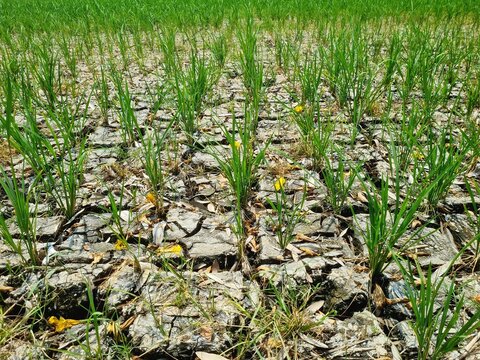Rice plants growing in rice field experiencing drought due to long dry season,location in Sukoharjo,Central Java, Indonesia.