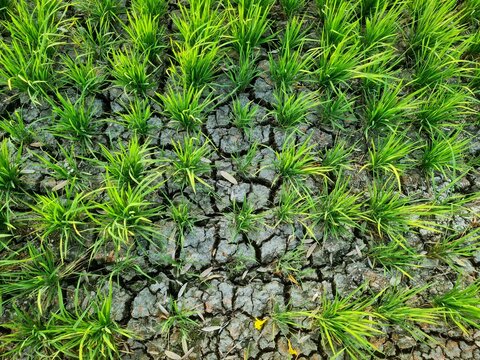 Rice plants growing in rice field experiencing drought due to long dry season,location in Sukoharjo,Central Java, Indonesia.