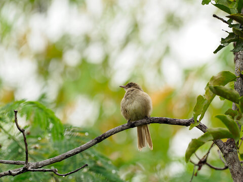 Streak-eared bulbul (Pycnonotus conradi) perching on a branch within a traditional coconut plantation ecosystem in central Thailand, illustrating avian adaptation in an agricultural cultural landscape