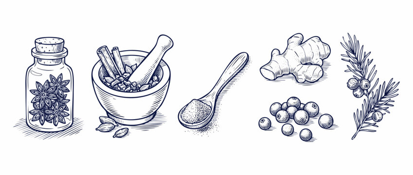 Hand drawn spices botanical illustration set with vintage engraved art featuring star anise mortar pestle and ginger isolated on white background for natural organic culinary cooking and apothecary.