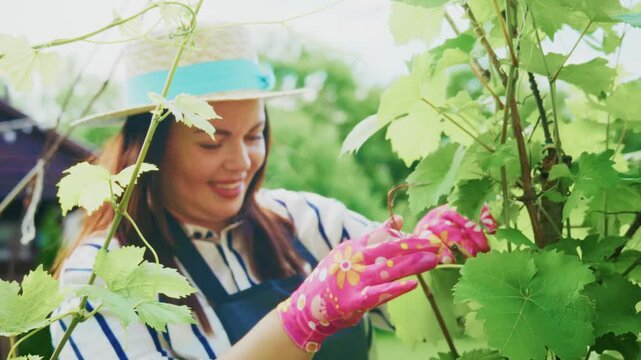 Woman smiles as she holds ripe grapes. She wears a straw hat and gardening gloves. Her green vines surround her in a vineyard. She enjoys harvesting in a sunny outdoor space