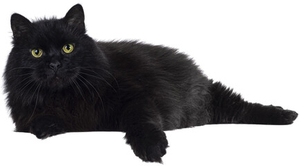 black cat PNG, fluffy black cat PNG, cute black cat PNG, feline, mammal, pet, domestic animal, kitten, PNG © Tahir
