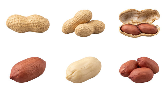 Collection of raw peanuts in shells, shelled kernels, and open pods showing brown nuts on a neutral background, isolated on a, transparent background