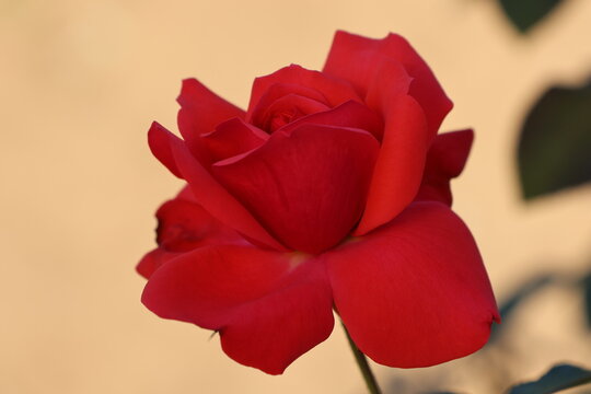 A red rose with slightly subdued color