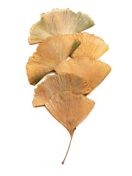 Dried Ginkgo Leaves Arranged Fan-Shaped on White Background