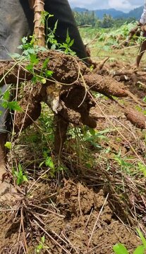 Close-up shot of freshly dug-up cassava (yuca/manioc) roots covered in soil during harvesting on an organic farm. Ideal for agriculture, food production, and farming-related projects.