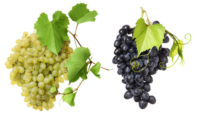 Fototapeta premium Bunches of fresh grapes against transparent background. Different varieties