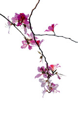 pink cherry blossom, colourful flower image png background isolated  © Md. Sohrab Hosen