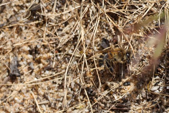 Close-up of European honeybee (Apis mellifera) showing internal digestive tract and torn venom apparatus trailing from the tip of abdomen.