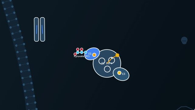 Animated diagram of the mitochondrial citric acid cycle, detailing pyruvate import and the Krebs cycle enzymatic steps yielding NADH, FADH2, and GTP for cellular respiration