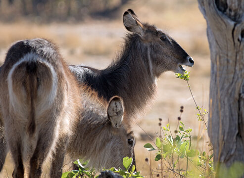 Close up of Two Female Kudu (Tragelaphus strepsiceros) they are large antelopes and are found in the woodland, one has it's mouth partially open. Hwange National Park, Zimbabwe