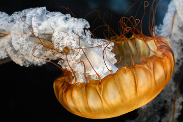 Jelly fish floating  © Carissa