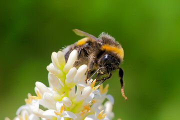 Helle Erdhummel beim Nektarsammeln an weißer Ligusterblüte © JuergenL