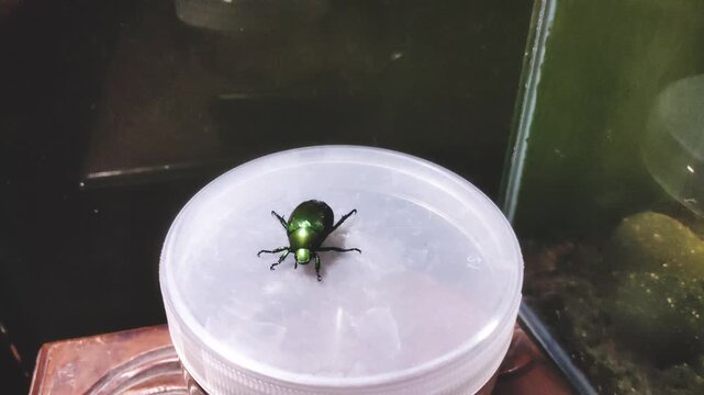 Shiny Green Jewel Beetle Crawling on White Surface Close Up Macro