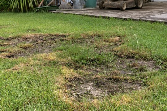 Diseased lawn with yellowing, brown spots and thinning turf ready for lawn care