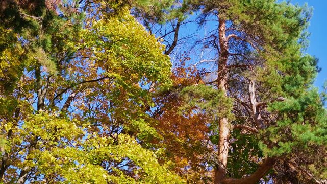 Yellow and orange maple foliage beside a tall green pine with a reddish trunk under a blue sky.