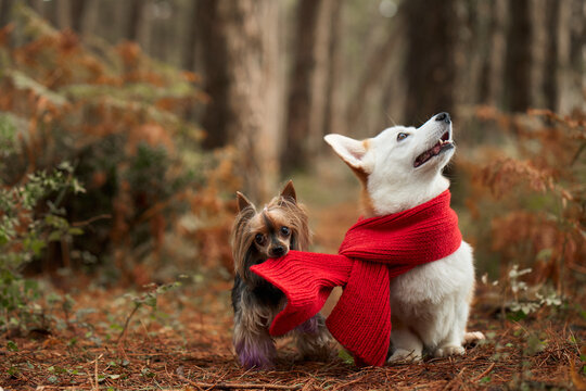 Jack Russell Terrier and Pembroke Welsh Corgi pose together in autumn woods. Red scarf adds a cozy seasonal accent to the friendly canine pair.