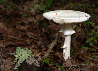 Mushrooms © MBonanza_Photography