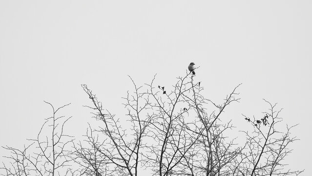 Minimalist black and white composition of a bird perched on a bare winter treetop