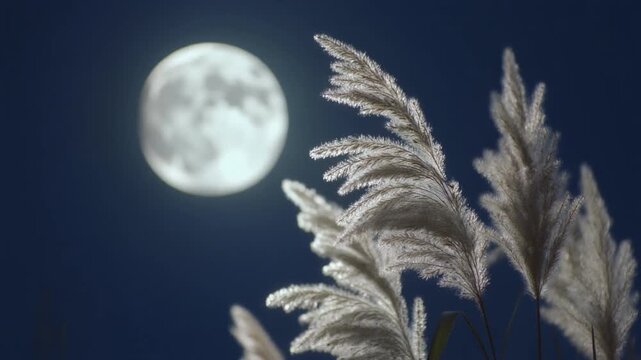 Pampas Grass Swaying Gently under Full Moon at Night
