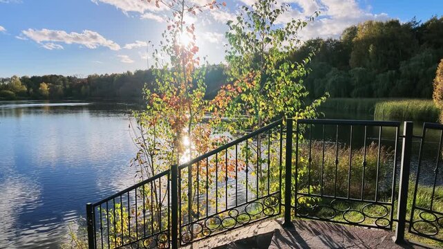 Young birch trees with orange and green leaves by a lake and metal railing in sunny backlight.
