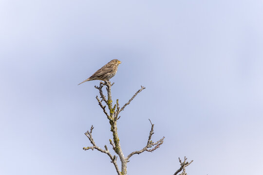 Corn bunting perching on tree branch against blue sky