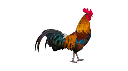 rooster, cockerel, bird, chicken, farm animal, poultry, colorful rooster, beautiful cockerel, rooster PNG, PNG © Ali 