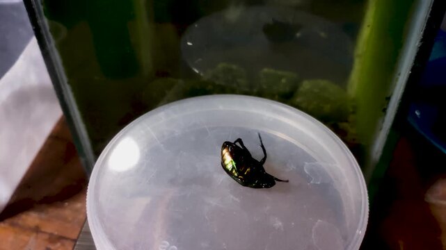 Shiny Green Jewel Beetle Struggling On Upside Down Position Macro Close Up