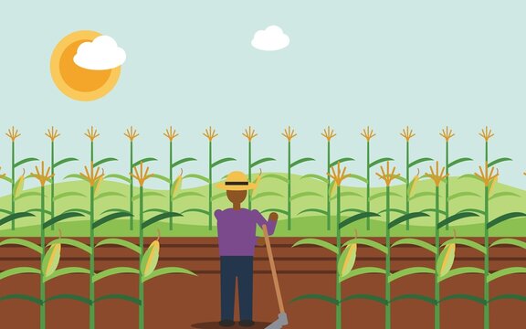 Faceless farmer with hoe in a ripe maize field